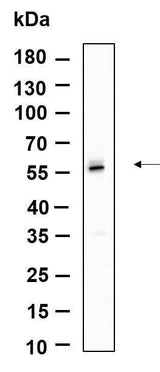 Anti-Human/Mouse/Rat TRAF2 Antibody [B931]