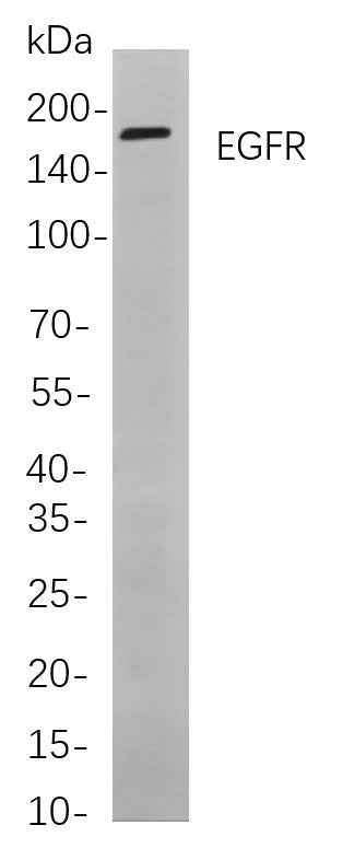 Anti-Human/Mouse/Rat EGFR Antibody [B786] - ABMIUM
