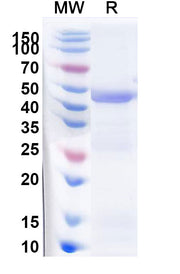 SDS-PAGE for 3-phosphoshikimate 1-carboxyvinyltransferase(aroA)