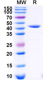 SDS-PAGE for 3C Protease