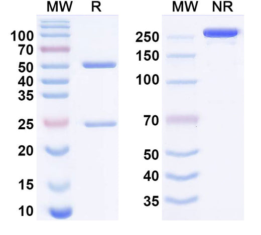 SDS-PAGE for Alpitatug Biosimilar - Research Grade