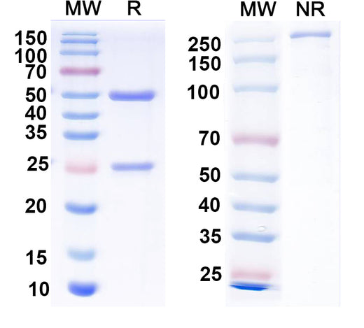 SDS-PAGE for Anti-2,4-Dichlorophenoxyacetic acid/2,4-D Antibody (SAA2414)