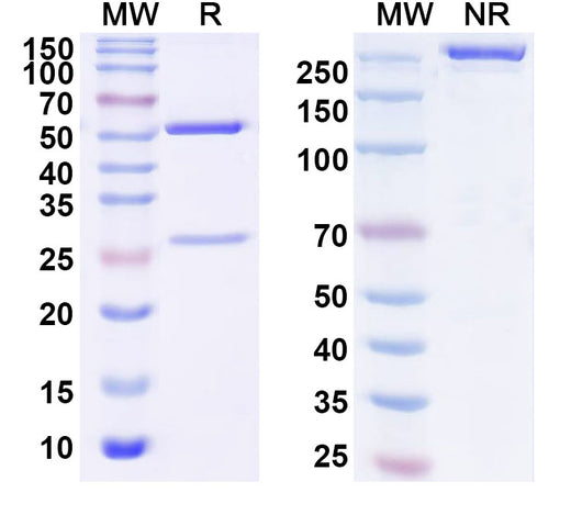 SDS-PAGE for Anti-Abatacept Antibody (SAA2444)