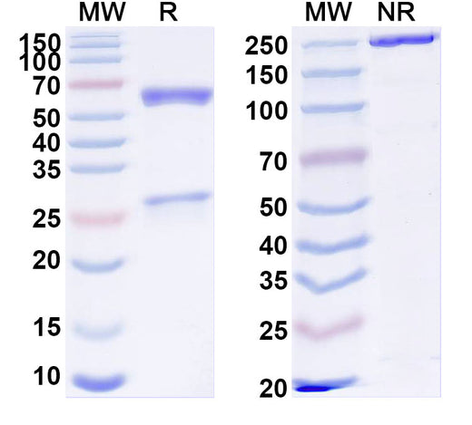 SDS-PAGE for Anti-Aflatoxin B1 Monoclonal Antibody (1A464)