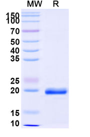 SDS-PAGE for Anti-African clawed frog Nup54 VHH (SAA0873)
