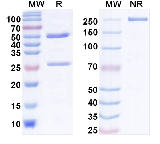 SDS-PAGE for Anti-ASFV 9GL/pB119L/P14 Antibody (1A021)