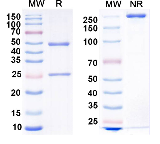 SDS-PAGE for Anti-ASO Antibody (SAA2552)
