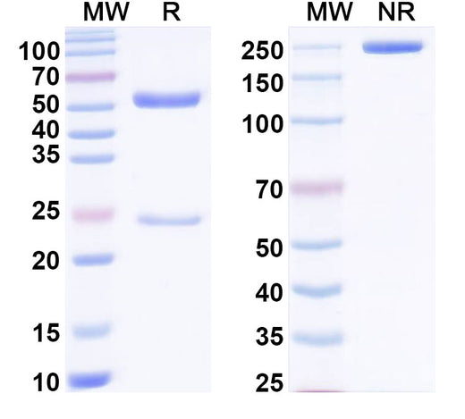 SDS-PAGE for Anti-Benzo[a]pyrene Antibody (SAA2415)