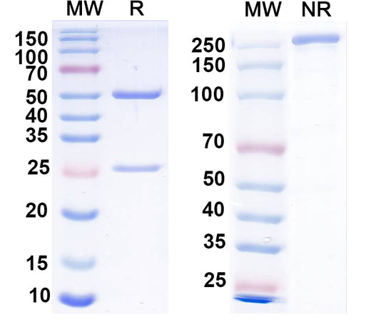 SDS-PAGE for Anti-Cav2.2 Ca2+ channel Antibody (N417/72)