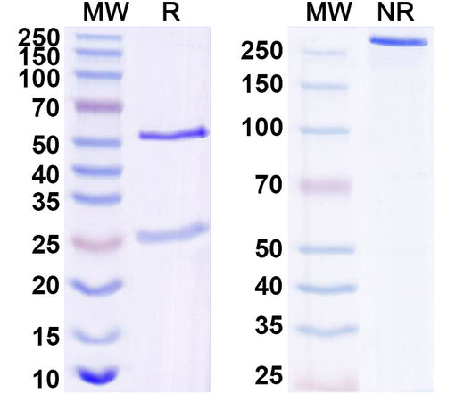 SDS-PAGE for Anti-CCHFV Glycoprotein C/Gc Antibody (SAA2435)