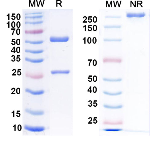 SDS-PAGE for Anti-Clcn1 Monoclonal Antibody (N305/1)