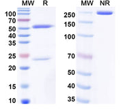 SDS-PAGE for Anti-Cortisol Antibody (6D6)