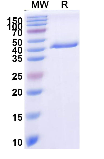 SDS-PAGE for Anti-CSFV Glycoprotein E2 Antibody (SAA2532)