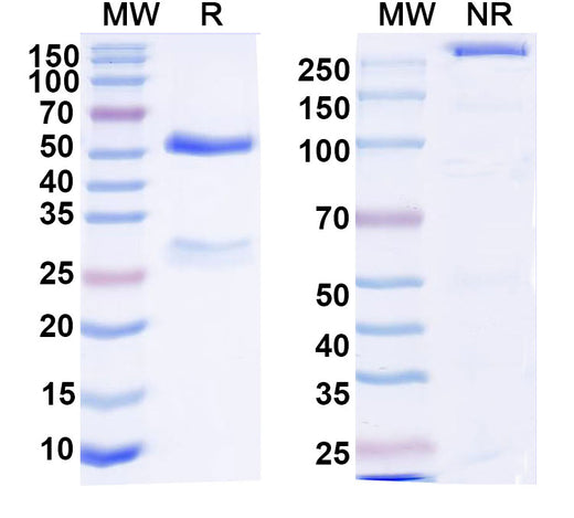 SDS-PAGE for Anti-DNA Antibody (111.1)