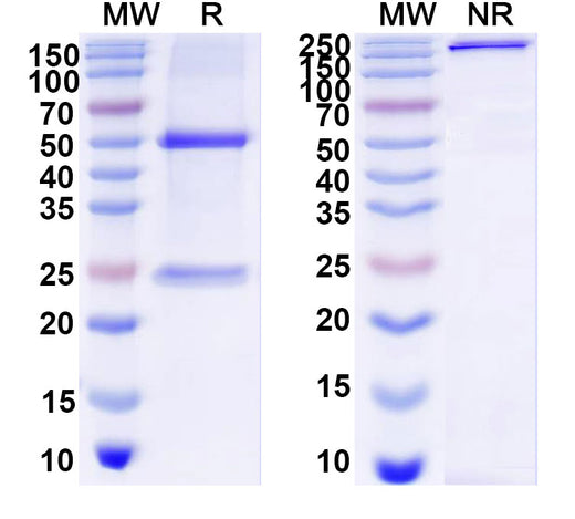 SDS-PAGE for Anti-DNA Antibody (2A4)