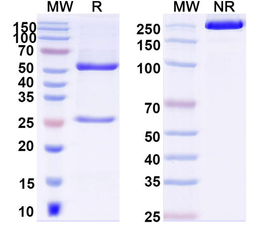 SDS-PAGE for Anti-DNA Antibody (P17.80)