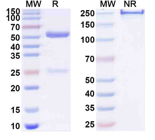 Anti-Dog NGF/Beta-NGF Monoclonal Antibody, SAA0479