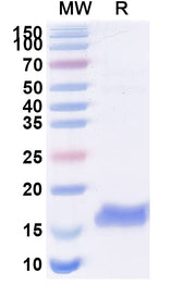 SDS-PAGE for Anti-Escherichia coli trxA/Thioredoxin VHH (SAA1139)