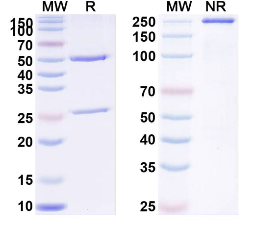 SDS-PAGE for Anti-Fentanyl/FTY Antibody (SAA2412)