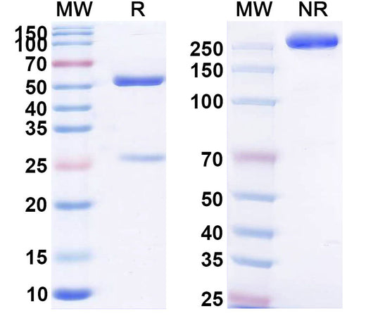 SDS-PAGE for Anti-GRP78/HSPA5 Antibody (SAA2389)
