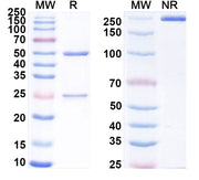 SDS-PAGE for Anti-Human A2AR/ADORA2A Antibody (SAA0318)