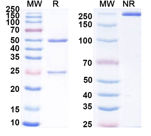 SDS-PAGE for Anti-Human A2AR/ADORA2A Antibody (SAA0318)