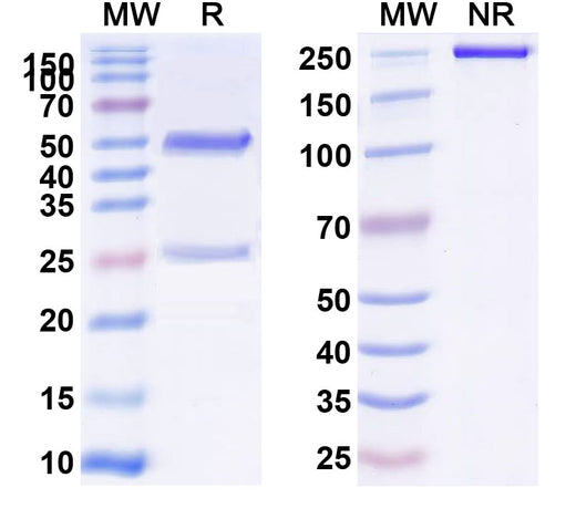 SDS-PAGE for Anti-Human ADAMTS1 Monoclonal Antibody (1A694)