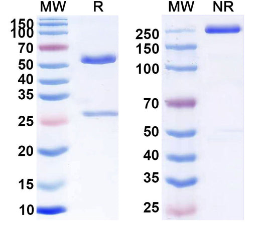 SDS-PAGE for Anti-Human ANXA2 Antibody (SAA2551)