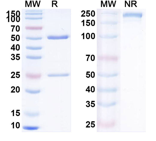 SDS-PAGE for Anti-Human APC/Activated protein C Antibody (C25k23)