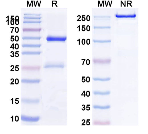 SDS-PAGE for Anti-Human APOH Monoclonal Antibody (1A462)