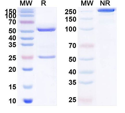 SDS-PAGE for Anti-Human APP/Amyloid beta Antibody (PMN310)