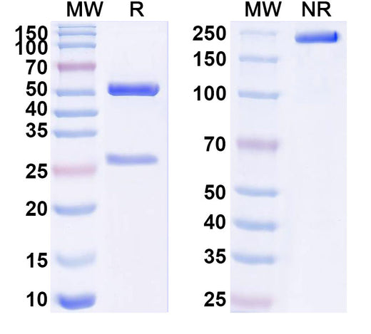 SDS-PAGE for Anti-Human BCR Monoclonal Antibody (ABS0228)