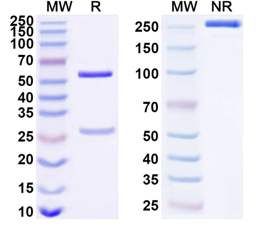 SDS-PAGE for Anti-Human CD103/ITGAE Antibody (LF61)