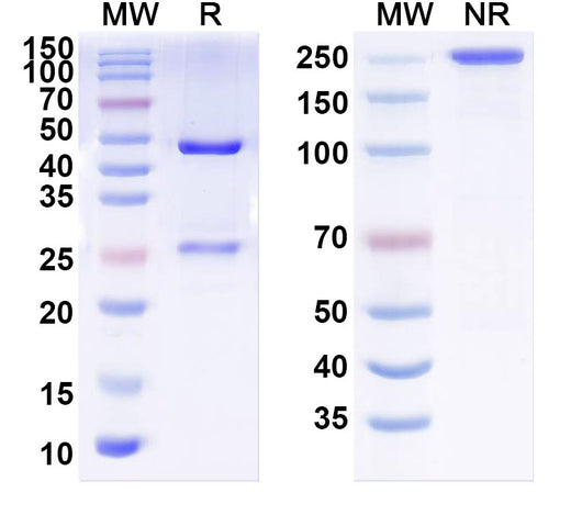 SDS-PAGE for Anti-Human CD112/Nectin-2/PVRL2 Antibody (SAA2364)
