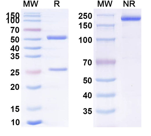 SDS-PAGE for Anti-Human CD112R/PVRIG (GSK4381562)