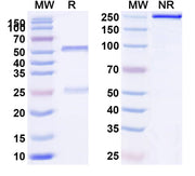 SDS-PAGE for Anti-Human CD132/IL2RG (REGN7257)