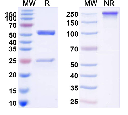 SDS-PAGE for Anti-Human CD1A Monoclonal Antibody (1A475)