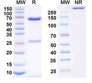 Anti-Human CD243/ABCB1 Antibody (MRK16)