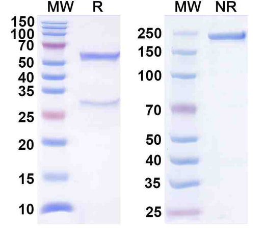 Anti-Human CD3 Antibody (SP34)