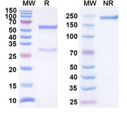 SDS-PAGE for Anti-Human CD3 Antibody (SP34)