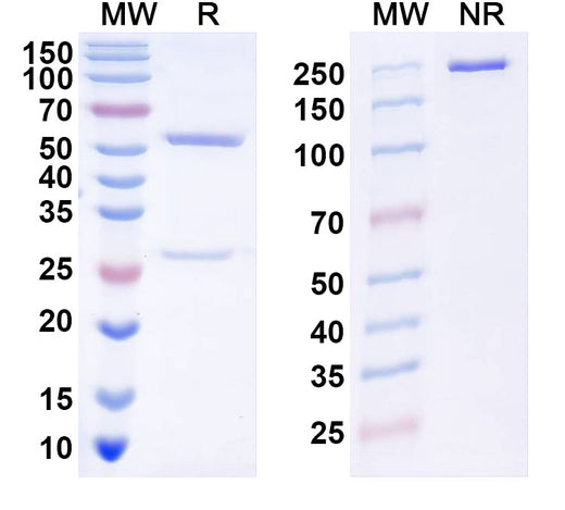 SDS-PAGE for Anti-Human CD327/SIGLEC6 Antibody (AK06)