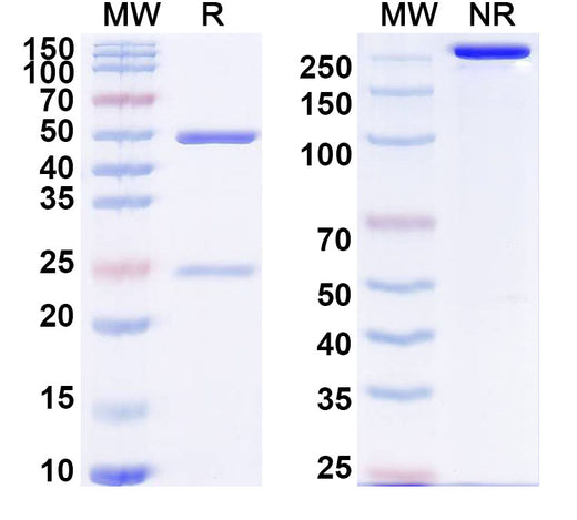 SDS-PAGE for Anti-Human CD357/TNFRSF18/GITR Antibody (SAA2341)