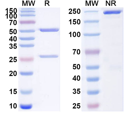 SDS-PAGE for Anti-Human CD366/HAVCR2/TIM-3 Antibody (SAA2387)