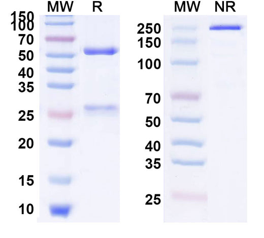 SDS-PAGE for Anti-Human CD66a/CEACAM1 (CM-24)