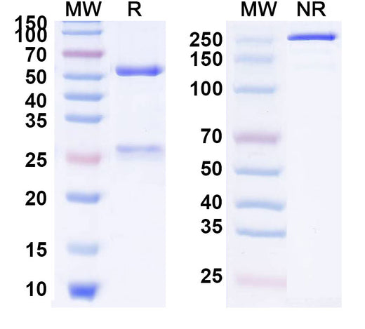 SDS-PAGE for Anti-Human CD85j/LILRB1/ILT2 (BND-22)