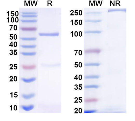 SDS-PAGE for Anti-Human CDH3/P-cadherin Antibody (TSP7)