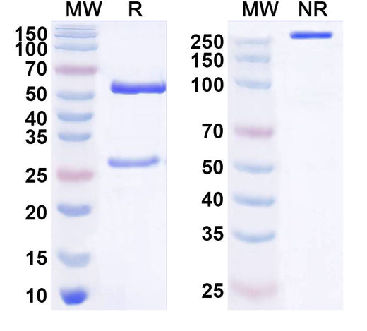 SDS-PAGE for Anti-Human CLDN2 Antibody (ABS1155)