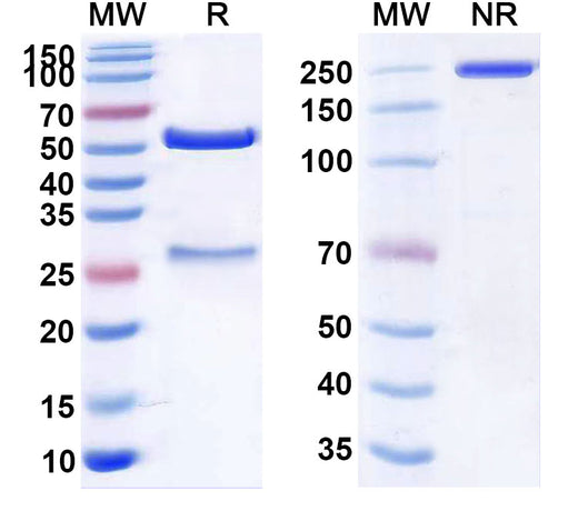 SDS-PAGE for Anti-Human CLDN6 (AMG 794)