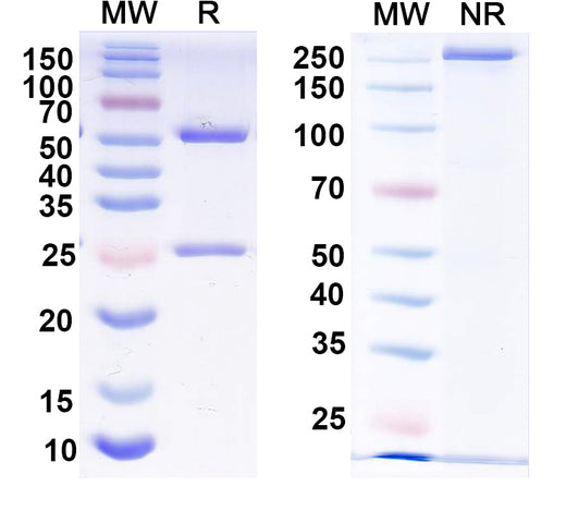 SDS-PAGE for Anti-Human CXCL3 Antibody (SAA2246)