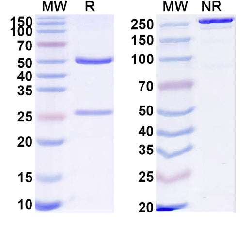 SDS-PAGE for Anti-Human EGFL6 Antibody (ABS0303)